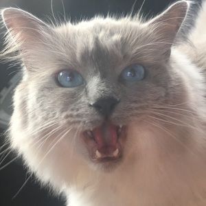 Meet your Posher, Annika